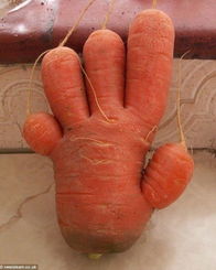 27个外貌惊人的蔬菜水果 让你笑喷 组图