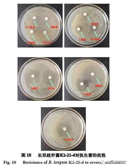 食品科学 促人胎结肠上皮细胞增殖的婴儿源双歧杆菌的分离筛选及生物学性质